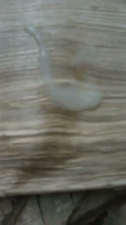 Sperm Boşalması ve Yalama | Bölüm 2