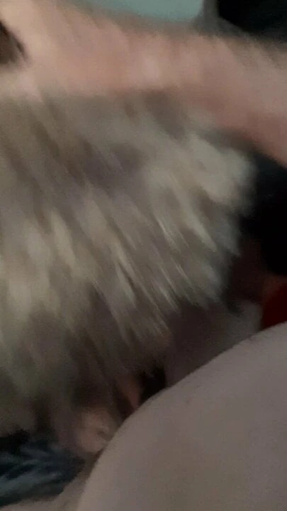 Пушистый гей-минет