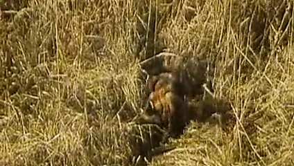 La grande mouille (1979)