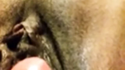 abanoz sarkık KEDİ