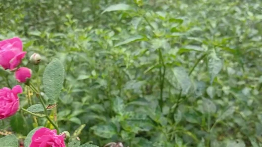 Köylü ateşli oğlan ve kız seks hikayesi bangla