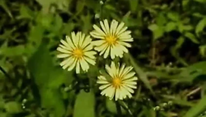 Pigtailler ve memeler