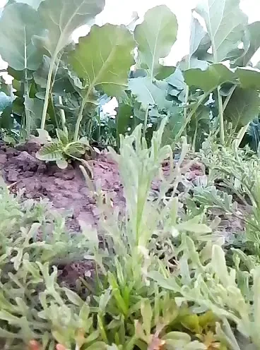 Afrikalı amatör dışarıda süt sağma