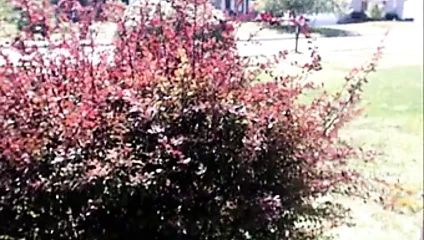 Yoğun dışında fışkırtma oturum