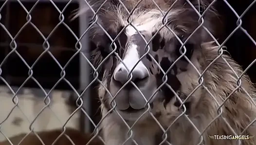 Büyük memeli bir sarışın adama sakso çektikten sonra amına yarak alıyor.