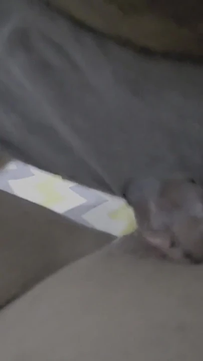 "Ev sahibi Suriyeli kahya bad sikiyoe Türk pornosunda çöküyor" den heyecanlı an