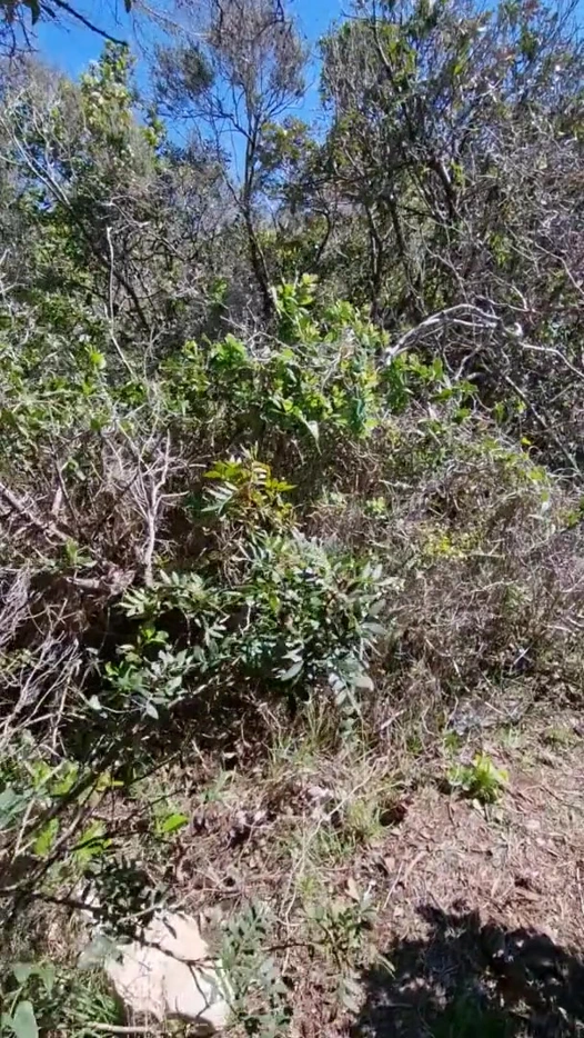 Yürüyüşçü bir adamı plajda soyunuyor ve götünü onun tarafından sikiyor