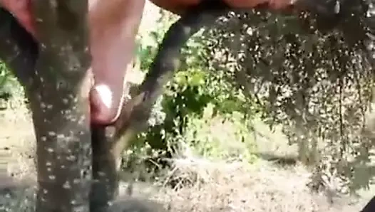 Turbanli orospu zeytin agacina cikmis