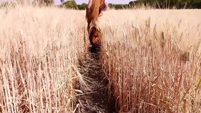 Gehun katati Hui khet mein apni chut mein ungaliyan dalkar Pani nikal rahi hai devar chupke se dekh raha hai