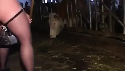 Ağır ağırlık şampiyonası