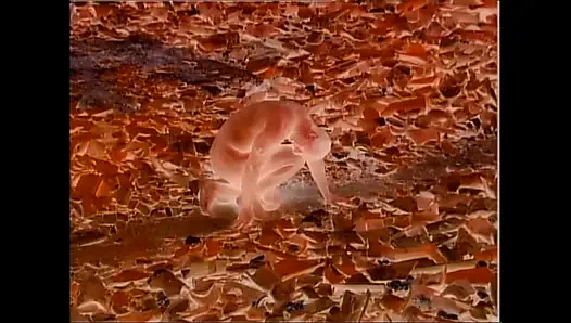 Genç büyük memeli götlü doğada vahşi seks sikiliyor ve ağzına boşalıyor