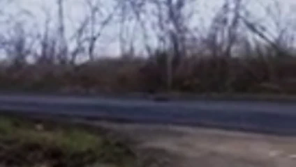 Kahverengi taytlarım yolda #2