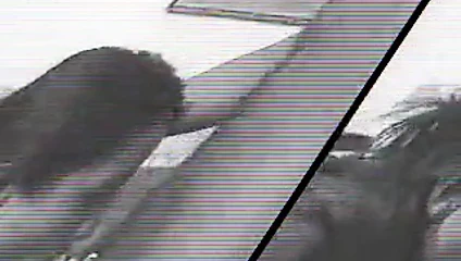 Vanda Vitus kısa video