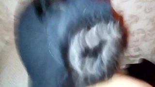 Shuai köpek stili becerdin almak için geri döndü