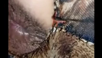 paki eş becerdin tarafından bull