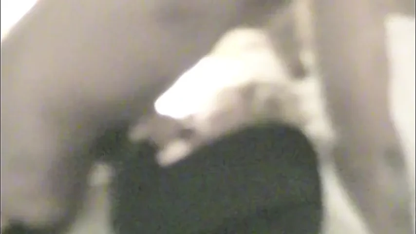 Black Bull Cums Deep in Hotwife