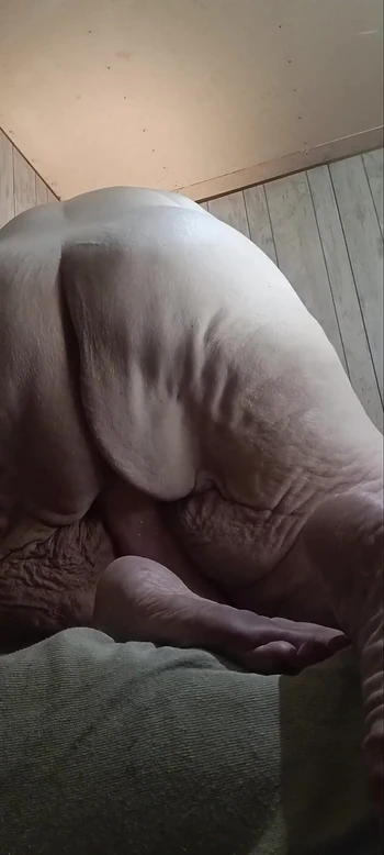 Грязная шлюха снова пердит