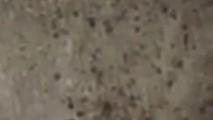 Altın yağmur 46 wsrh