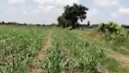 Jess dışarı kapılar