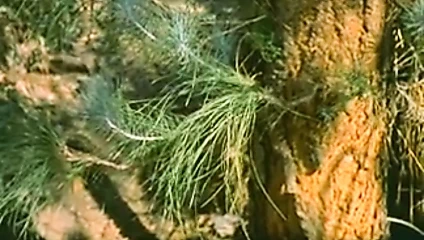 Yatağında ateş! 1972