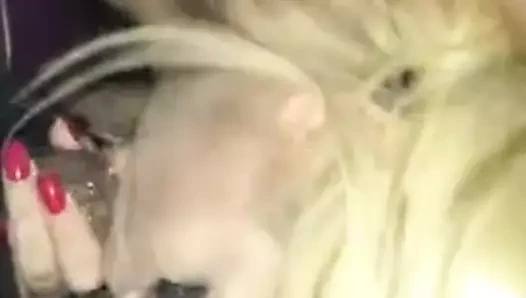 R kc tatted sarışın kar tavşanı haydut eti yalıyor