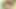 Anna lovato ve michelle thorne büyük oyuncaklarla birbirlerinin ıslak amcıklarını parmaklıyor ve sikiyor