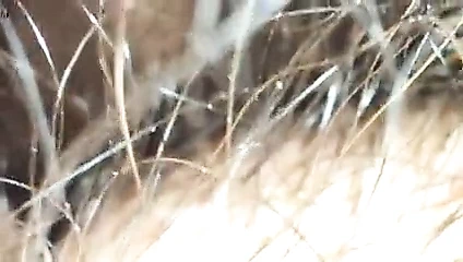 Condom eken kelata dena sapa