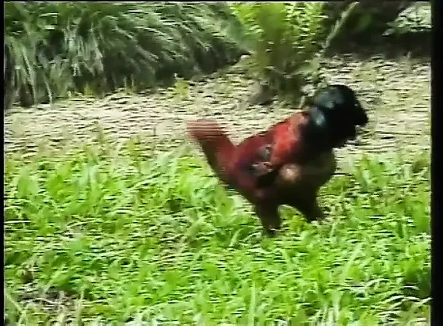 Eski nostaljik porno: Bir oğlan parkta sevimli bir transeksüel tarafından sikiliyor