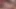 Fick Schwein bekommt den Hengst