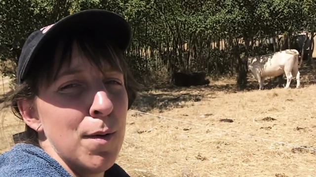Çift ayçiçeği tarlasında sikişiyor