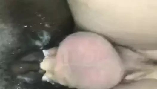 Beyaz horoz üreme abanoz kedi