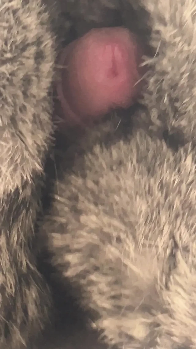 Rex tavşan kürkü vuruşu