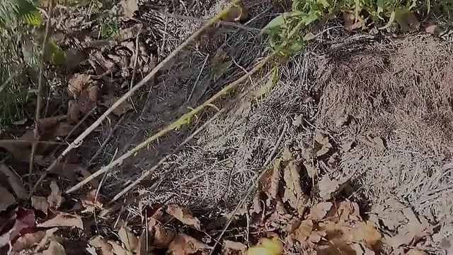 Mükemmel Vücutlu Minik Minyon Hana