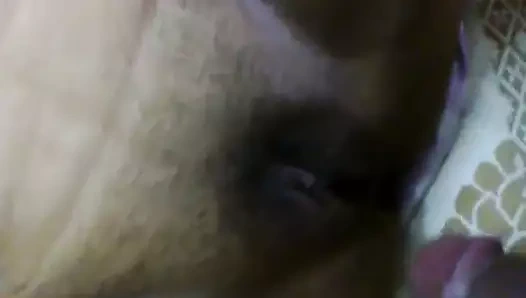 Saf Hintli desi wefe sikişiyor