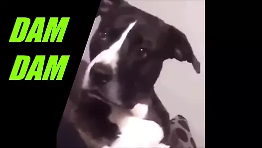 köpek stili