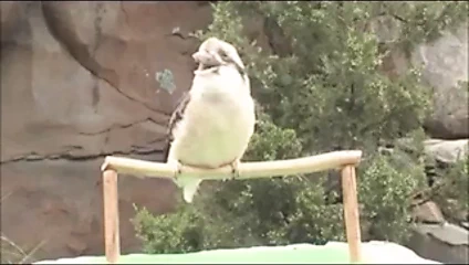 hoş kadın sesleri xd