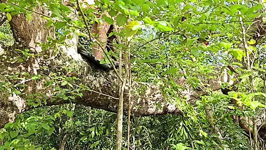 FRIEND I CAUGHT IT IN THE FOREST AND I PUT MY COCK VERY HARD GIVING A SIP INSIDE MY ASS