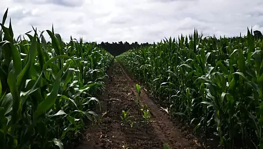 mısır tarlasında göğüslerimi tokatla