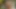 Esmer güzel bakış açısıyla sakso çekmeden önce mastürbasyon yapıyor