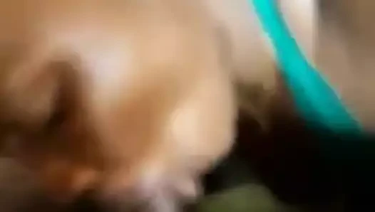 Bajan çifti hayatı yaşıyor