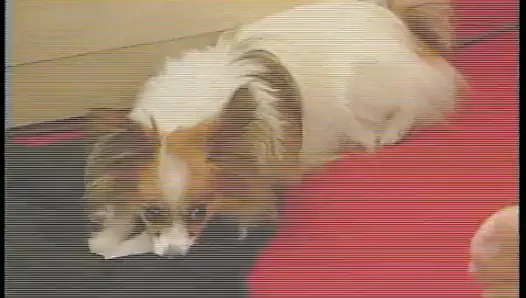 Die Nachbarin will es tief in den Arsch