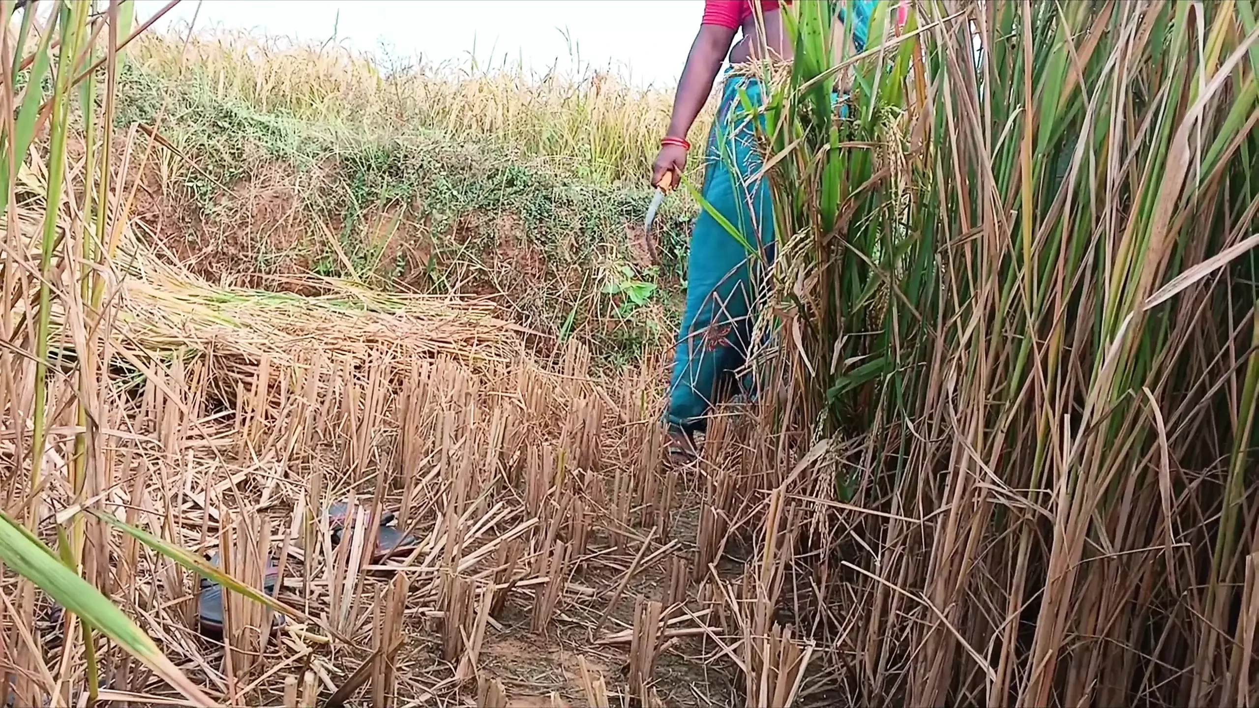 For the first time, I had a lot of fun fucking my sister-in-law alone in the paddy fields
