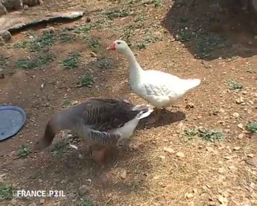 Ülkede vakit geçirmek için sikişmekten daha iyi bir şey yok!