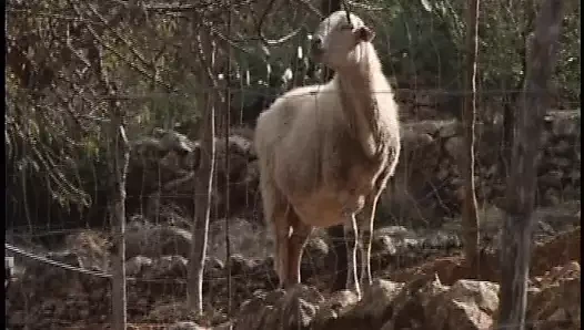 Klasik retro Alman amatör video - günlük porno dozunuz