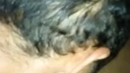 Çirkin adam kedi öpüşme