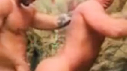 kayalar tarafından açık eyersiz