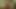 Seksi korucu hotkinkyjo kendi kendine anal yumruk sokma ve ormanda sarkma