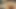 İlk porno çekimi için küçük yarağını emiyor