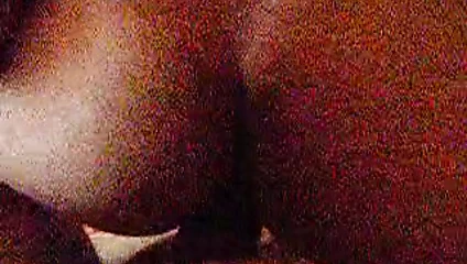 une petite levrette