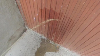 Beni pissing sapıkça halıları ve yiyecekleri ıslatarak içeride